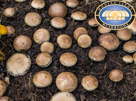 mushroom_farm_logo.png